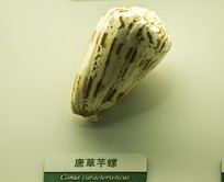 Ʋ