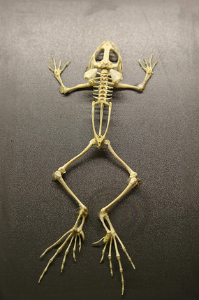 蛙骨骼