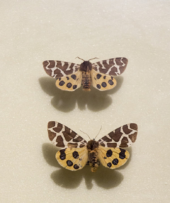 ��ɢ���ƶ�걾