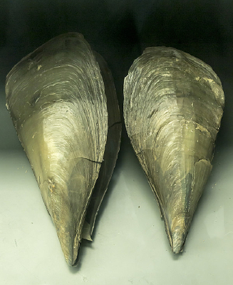 ���ѽڽ��_