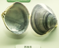 ʩ