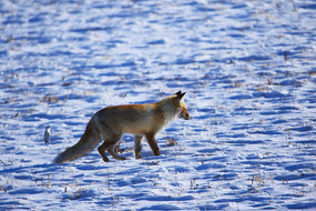 ѩ���еĺ���