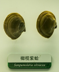 ϸ