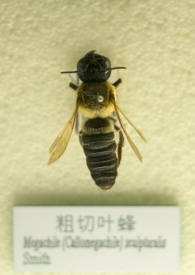 ����Ҷ��