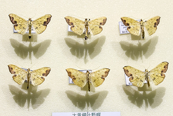 ���׺ҶҰ��