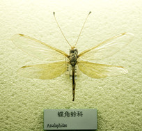 ȿ