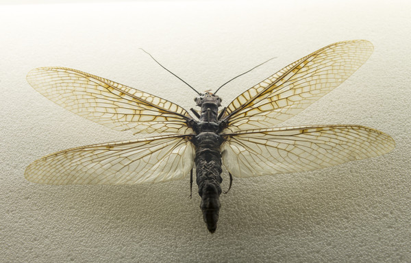 �����ȿƽ���