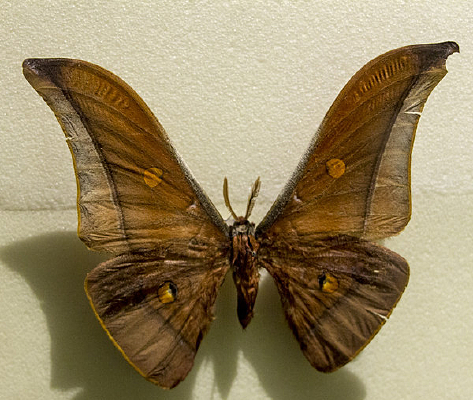 ������̦��