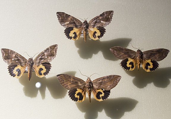 ����Ҷҹ��