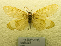 ʯ
