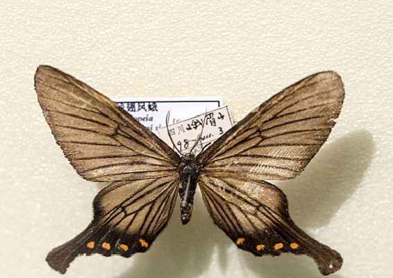 ����ҹ��