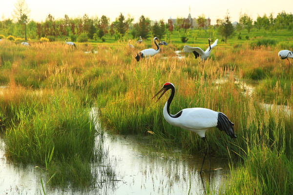 ���еĵ����׵���