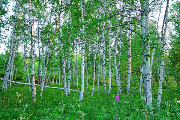 Ұ��������