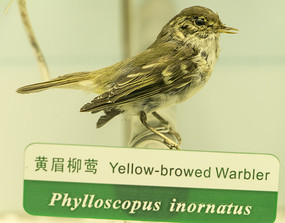 ������ݺ