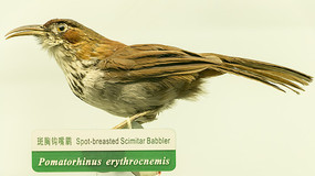 ���ع�����