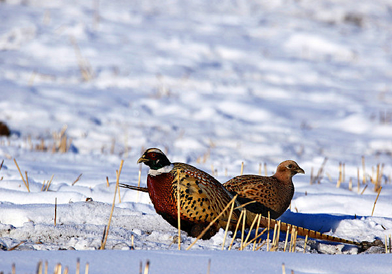 ѩ���е�����