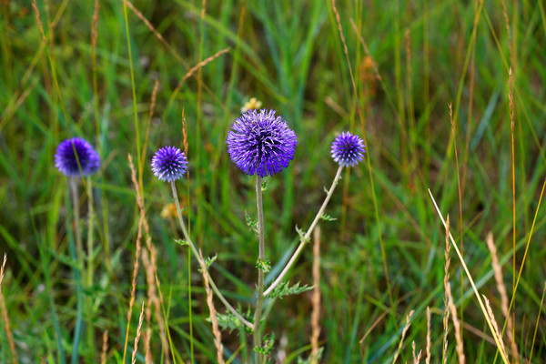 Ұ������ͷ