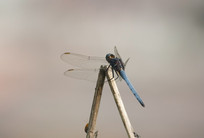 β