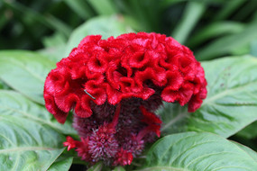 ��ɫ�ļ��ڻ�