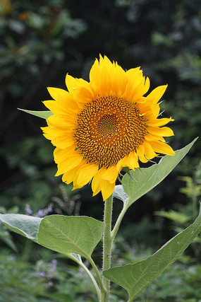 ��ɫ�����տ���