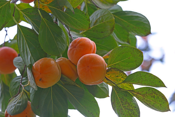 ����֦ͷ������