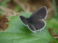 ��Ҷ�ϵ����ҵ�