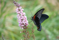 �����ĺڷ��