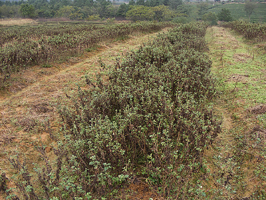 �ջ�����