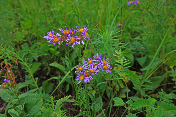 Ұ�����޻�