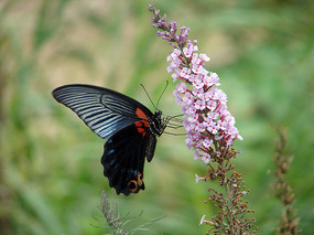 һֻ��ɫ���