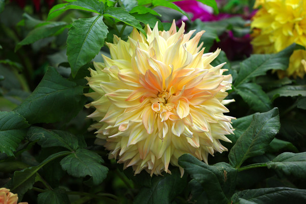 ��ɫ������