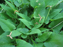 ��Ҷ����