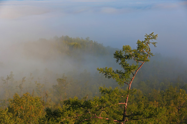 ������ɽ��