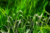 ���Ի�����Ҷ��