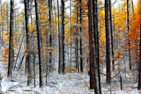 ���Ի�������ѩ����