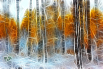 ���Ի���ɭ����ѩ��