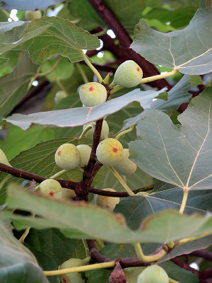 ����֦ͷ���޻���