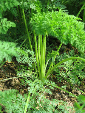 ���ܲ���ֲ����̬