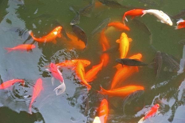 ��˭�е�С����