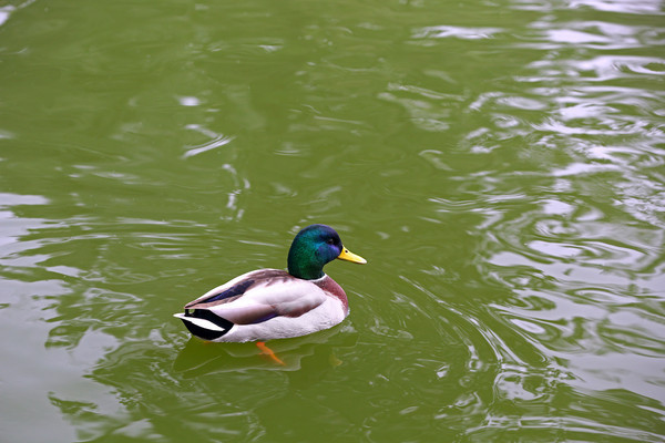 ���е���ͷѼ