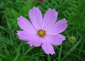 �����Ĳ�˹��