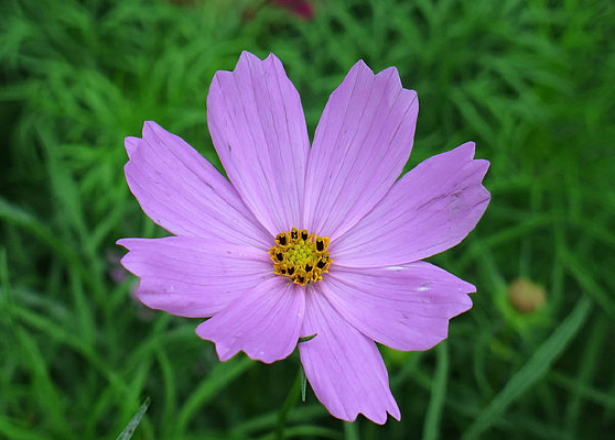 �ջ����;վտ�