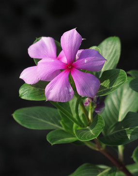 �����ĳ�����