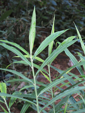 ����Ҷ��