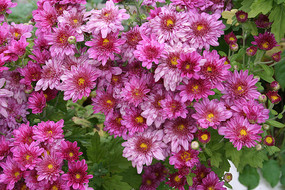 һƬ��ɫ�ľջ�