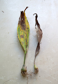 ��ҩ�Ļ�Ѫ��