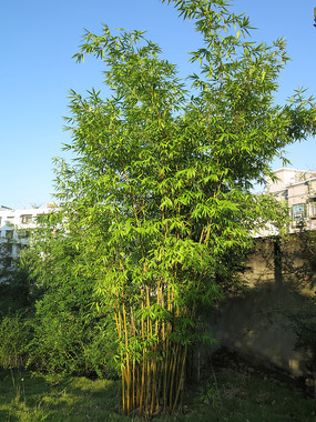 ����С���������