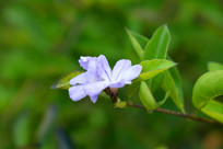 ��ɫ���Ȼ�