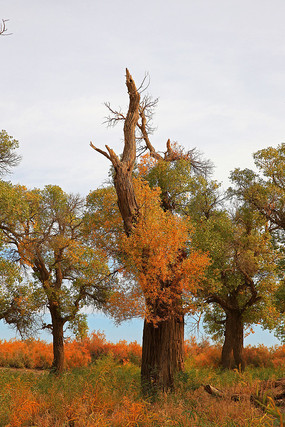 ����ɺ�����