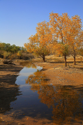 ������Ӱ